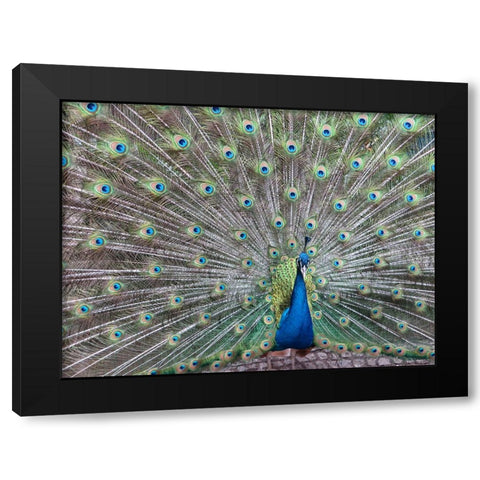 Bird 54 Black Modern Wood Framed Art Print with Double Matting by Lee, Rachel