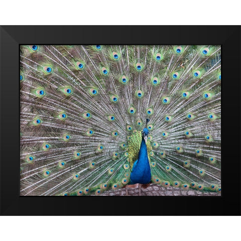 Bird 54 Black Modern Wood Framed Art Print by Lee, Rachel