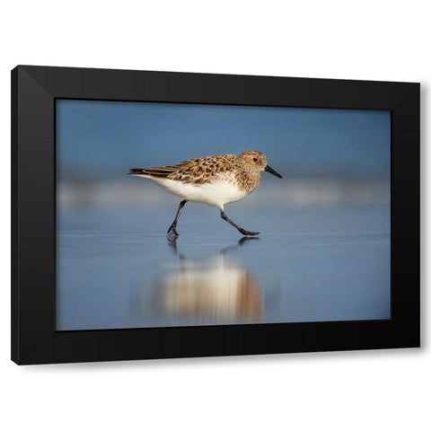 Bird 55 Black Modern Wood Framed Art Print with Double Matting by Lee, Rachel