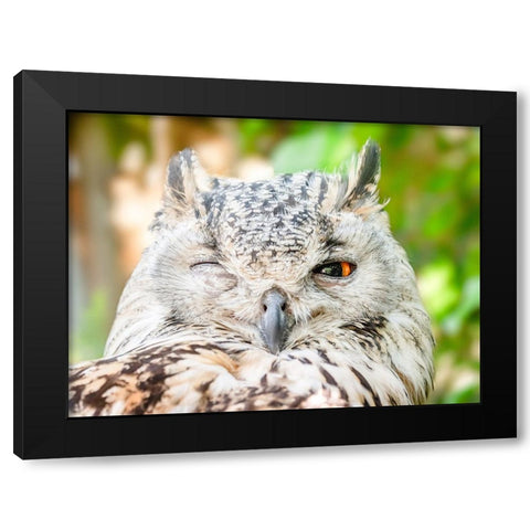 Bird 56 Black Modern Wood Framed Art Print with Double Matting by Lee, Rachel