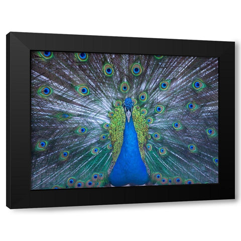 Bird 57 Black Modern Wood Framed Art Print with Double Matting by Lee, Rachel