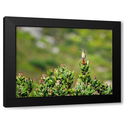 Bird 58 Black Modern Wood Framed Art Print with Double Matting by Lee, Rachel