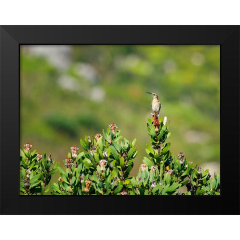 Bird 58 Black Modern Wood Framed Art Print by Lee, Rachel