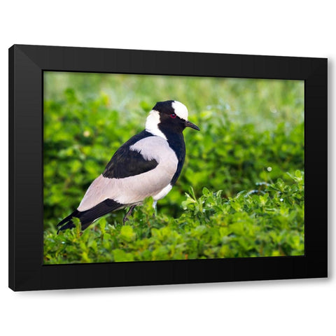 Bird 59 Black Modern Wood Framed Art Print by Lee, Rachel