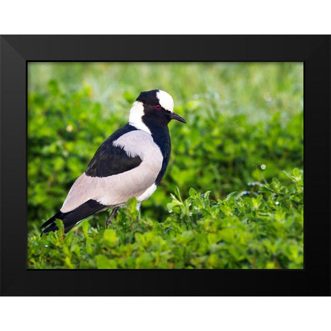 Bird 59 Black Modern Wood Framed Art Print by Lee, Rachel