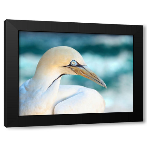 Bird 60 Black Modern Wood Framed Art Print by Lee, Rachel