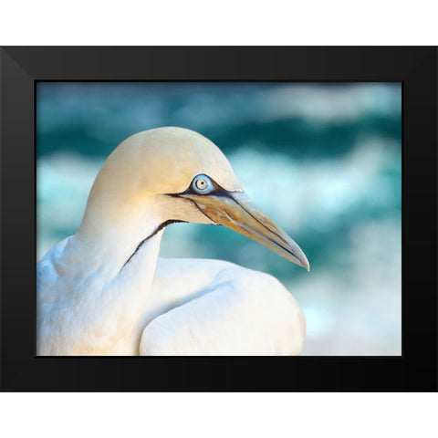 Bird 60 Black Modern Wood Framed Art Print by Lee, Rachel
