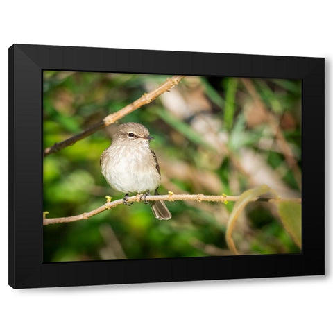 Bird 61 Black Modern Wood Framed Art Print with Double Matting by Lee, Rachel