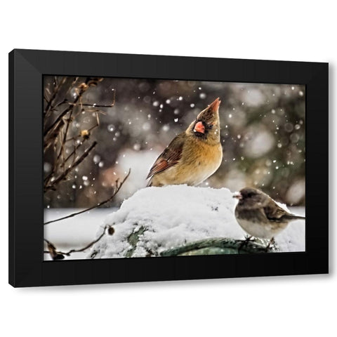 Bird 64 Black Modern Wood Framed Art Print with Double Matting by Lee, Rachel