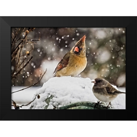 Bird 64 Black Modern Wood Framed Art Print by Lee, Rachel