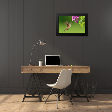 Bird 7 Black Modern Wood Framed Art Print by Lee, Rachel