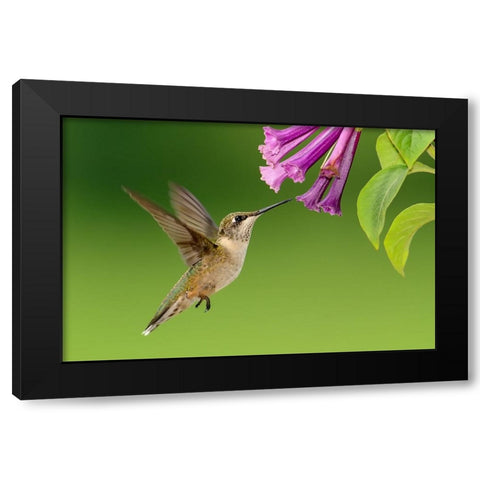 Bird 7 Black Modern Wood Framed Art Print with Double Matting by Lee, Rachel
