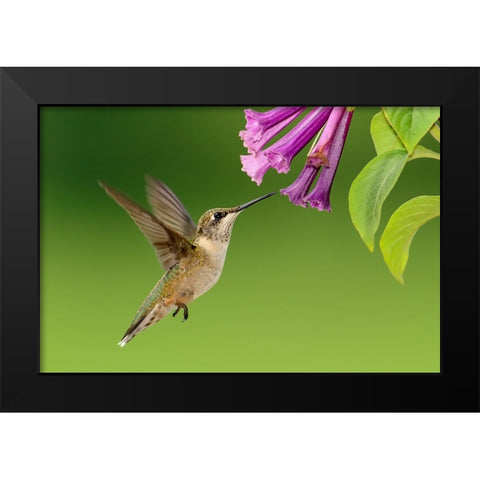 Bird 7 Black Modern Wood Framed Art Print by Lee, Rachel