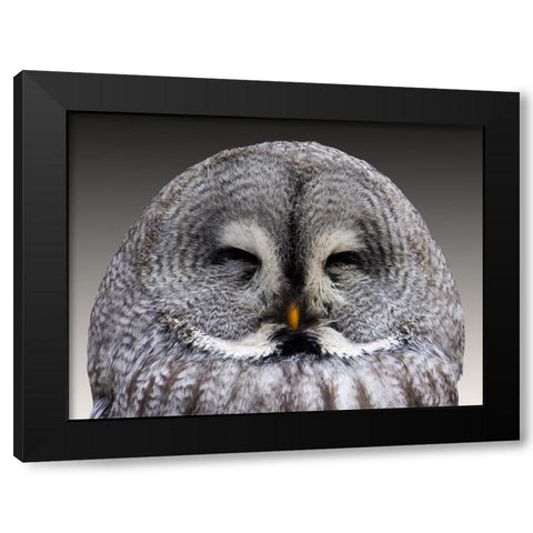 Bird 9 Black Modern Wood Framed Art Print with Double Matting by Lee, Rachel