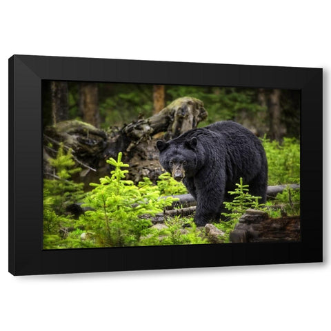 Black Bear Black Modern Wood Framed Art Print with Double Matting by Lee, Rachel