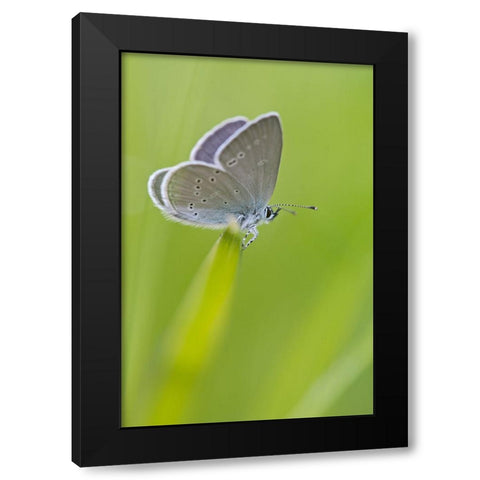 Butterfly 1 Black Modern Wood Framed Art Print with Double Matting by Lee, Rachel