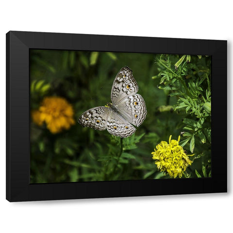 Butterfly 12 Black Modern Wood Framed Art Print with Double Matting by Lee, Rachel