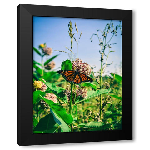 Butterfly 13 Black Modern Wood Framed Art Print with Double Matting by Lee, Rachel