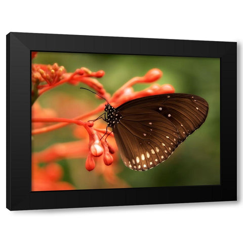 Butterfly 4 Black Modern Wood Framed Art Print with Double Matting by Lee, Rachel