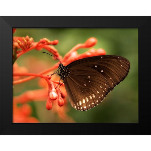 Butterfly 4 Black Modern Wood Framed Art Print by Lee, Rachel