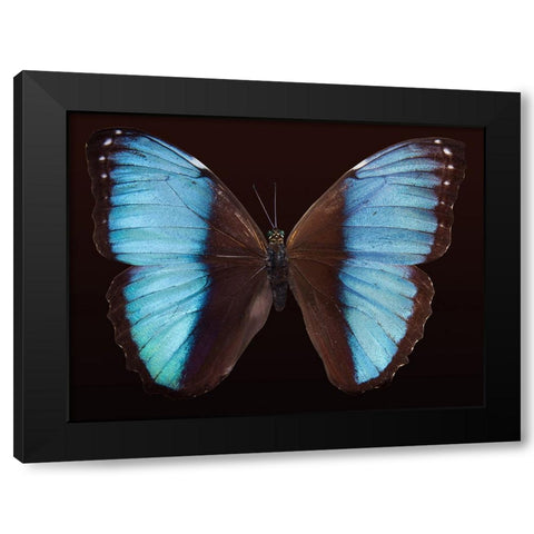 Butterfly 5 Black Modern Wood Framed Art Print with Double Matting by Lee, Rachel