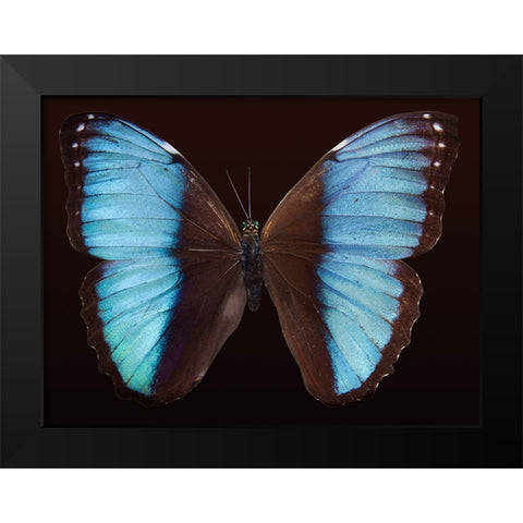 Butterfly 5 Black Modern Wood Framed Art Print by Lee, Rachel