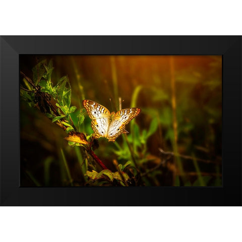 Butterfly 7 Black Modern Wood Framed Art Print by Lee, Rachel