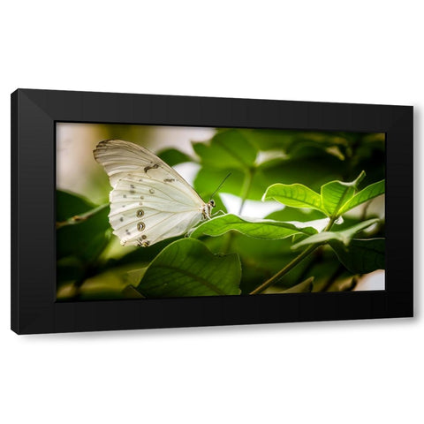 Butterfly 8 Black Modern Wood Framed Art Print with Double Matting by Lee, Rachel