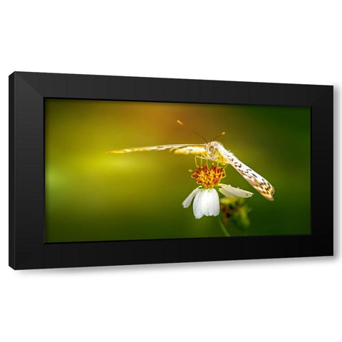 Butterfly 9 Black Modern Wood Framed Art Print with Double Matting by Lee, Rachel