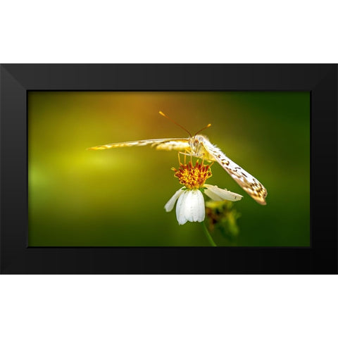 Butterfly 9 Black Modern Wood Framed Art Print by Lee, Rachel