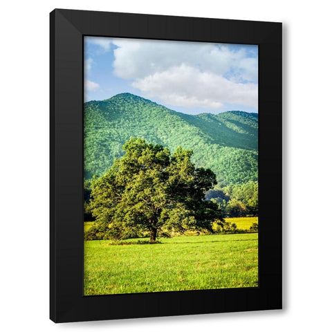 Cades Cove Tree Black Modern Wood Framed Art Print by Lee, Rachel