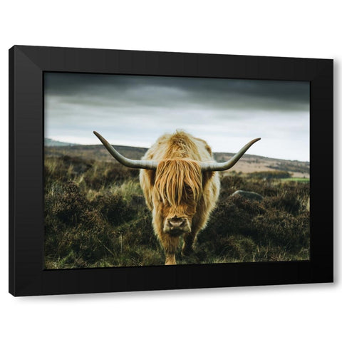Cow 1 Black Modern Wood Framed Art Print by Lee, Rachel