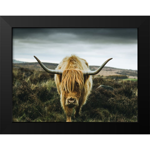 Cow 1 Black Modern Wood Framed Art Print by Lee, Rachel