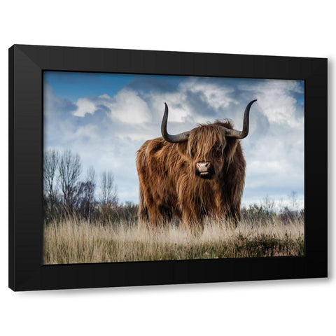 Cow 2 Black Modern Wood Framed Art Print with Double Matting by Lee, Rachel