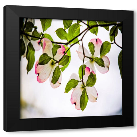 Dogwood Black Modern Wood Framed Art Print with Double Matting by Lee, Rachel