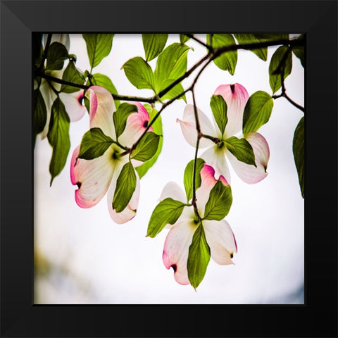 Dogwood Black Modern Wood Framed Art Print by Lee, Rachel