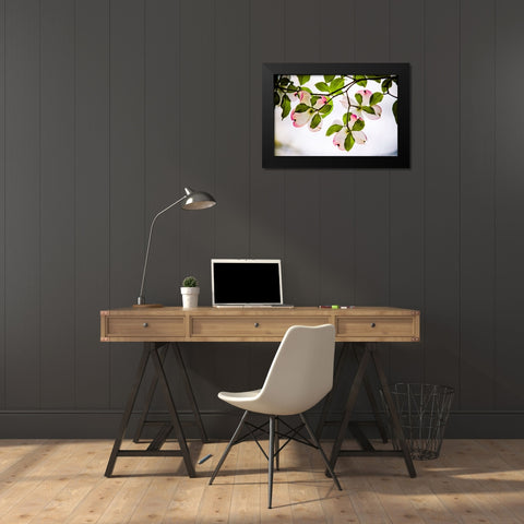 Dogwood Horizontal Black Modern Wood Framed Art Print by Lee, Rachel