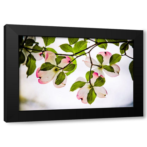 Dogwood Horizontal Black Modern Wood Framed Art Print by Lee, Rachel
