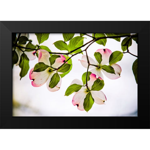 Dogwood Horizontal Black Modern Wood Framed Art Print by Lee, Rachel