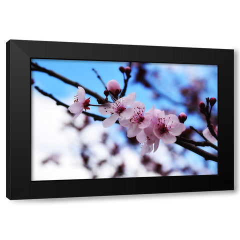 Dogwood Spring Black Modern Wood Framed Art Print by Lee, Rachel