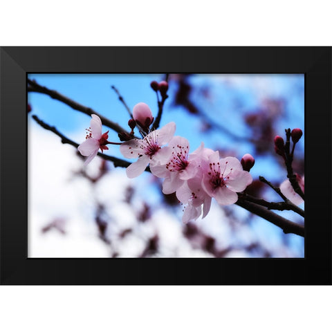 Dogwood Spring Black Modern Wood Framed Art Print by Lee, Rachel