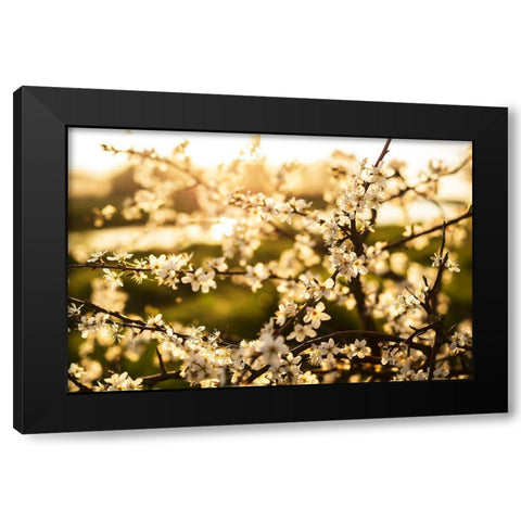 Dogwood Summer Black Modern Wood Framed Art Print with Double Matting by Lee, Rachel