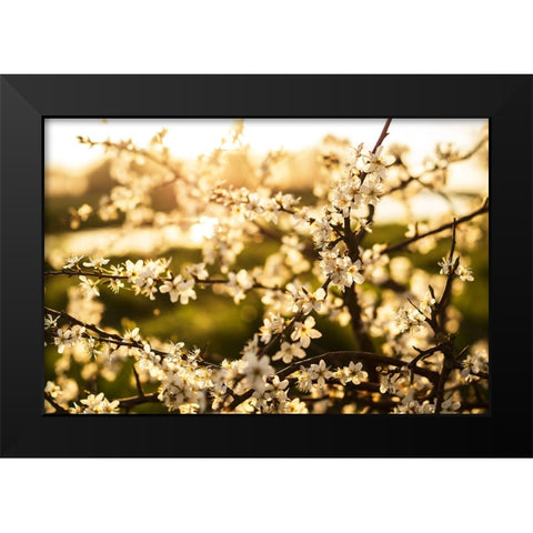Dogwood Summer Black Modern Wood Framed Art Print by Lee, Rachel