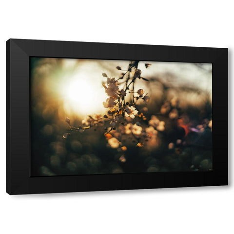 Dogwood Sunset Black Modern Wood Framed Art Print with Double Matting by Lee, Rachel