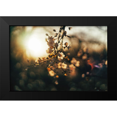 Dogwood Sunset Black Modern Wood Framed Art Print by Lee, Rachel