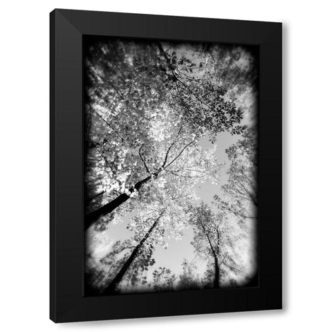Fall Trees BW Holga Black Modern Wood Framed Art Print with Double Matting by Lee, Rachel
