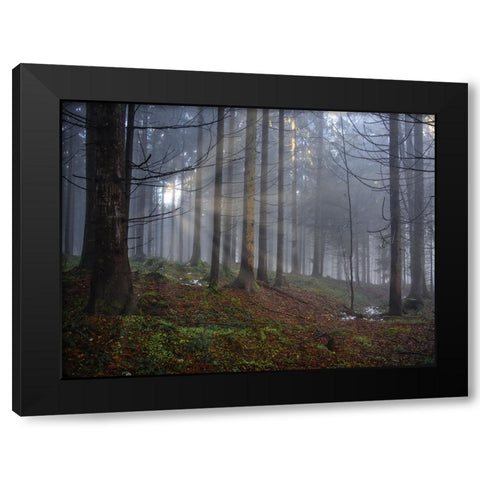 Fall Trees 14 Black Modern Wood Framed Art Print with Double Matting by Lee, Rachel