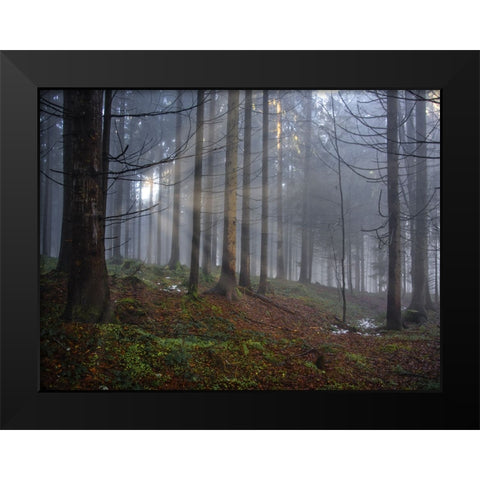 Fall Trees 14 Black Modern Wood Framed Art Print by Lee, Rachel