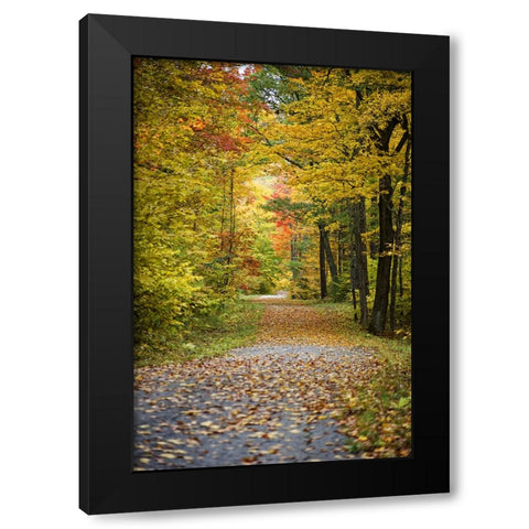 Fall Trees 4 Black Modern Wood Framed Art Print with Double Matting by Lee, Rachel