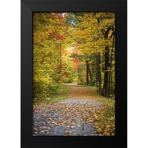 Fall Trees 4 Black Modern Wood Framed Art Print by Lee, Rachel